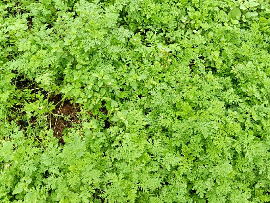 中药材青蒿  青蒿(请提前预定)人工种植