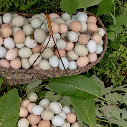  泗海桥牌土鸡蛋是您最中的选择