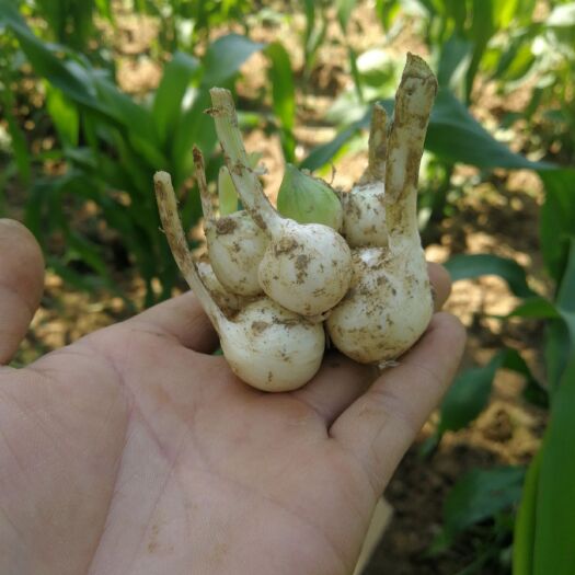 大方县蒜米 小蒜，苦蒜