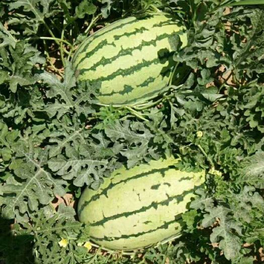 定边县金花西瓜  爱定边西瓜