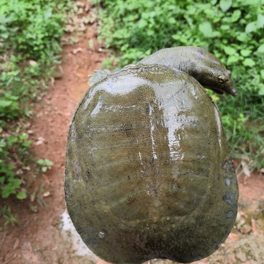 广州 仿甲鱼，山水长流水养值，全程喂鱼虾长大，有一年，二年，三