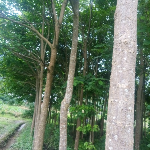 昭平县 8——15秋秋枫树大量供应，库存8000棵