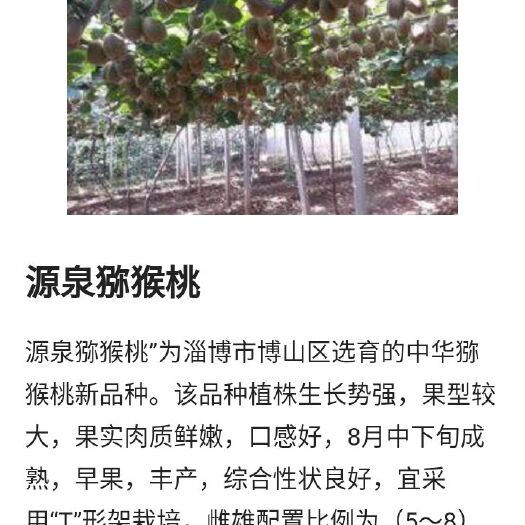 淄博博山猕猴桃 量大优惠更大