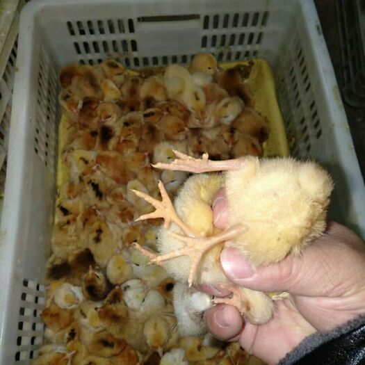 衡阳县麻羽高产绿壳蛋鸡苗黄麻羽黑羽绿壳蛋鸡苗活体疫苗到位包路损
