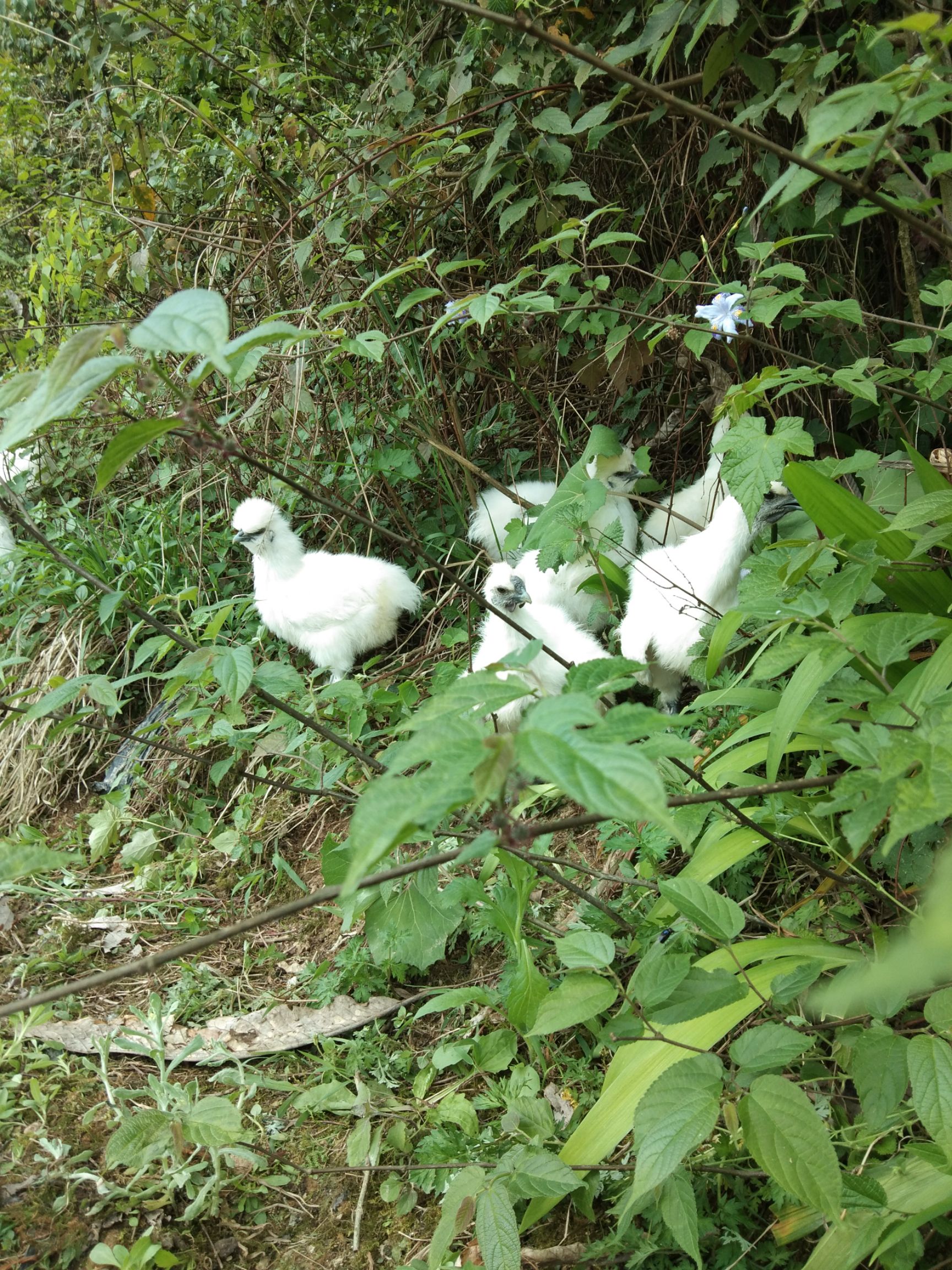 放养土鸡泰和乌鸡