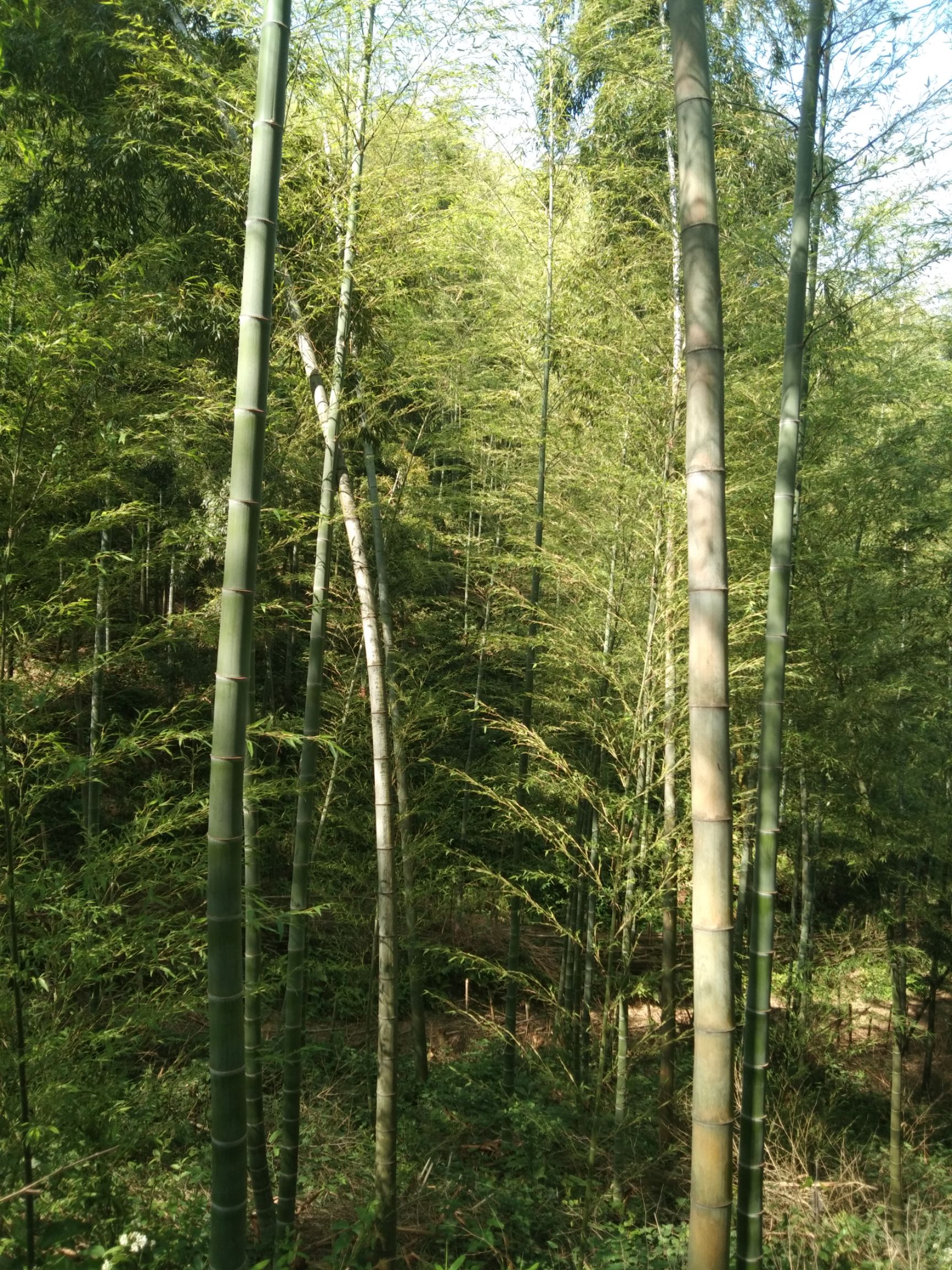  皇山大翠竹，天下第一竹