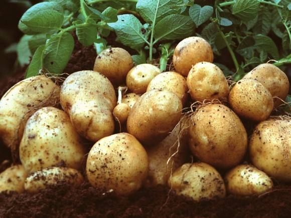 沂水县荷兰15  山东临沂土豆产地