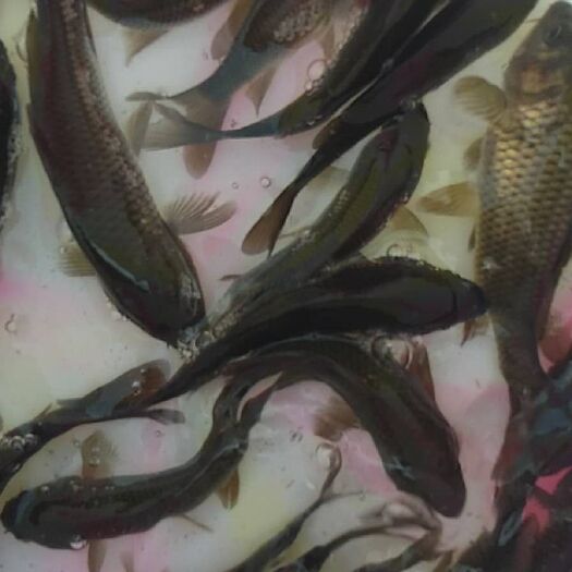 富顺县鲤鱼苗 量大从优，品质保证，精诚合作，互利共赢