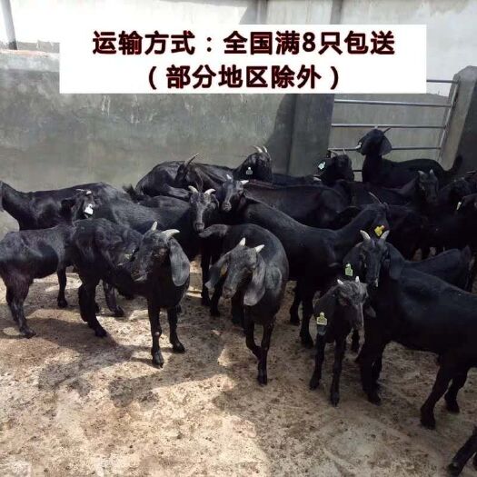 梁山县 努比亚黑山羊黑山羊活体努比亚黑山羊怀孕母羊努比亚黑山羊小羊羔