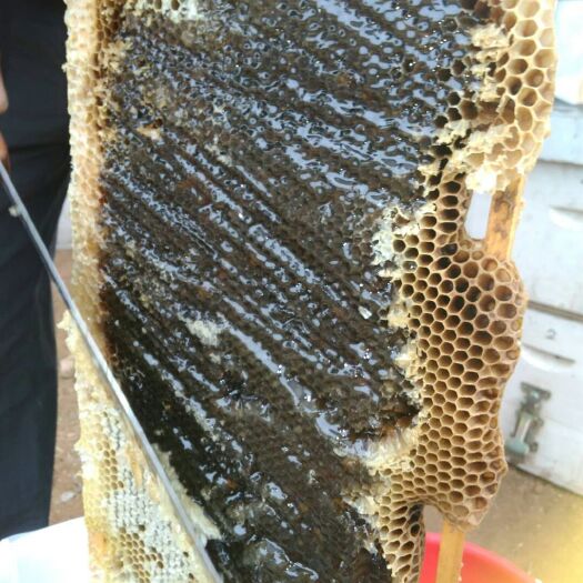 邹城市 深山自产自销天然绿色蜂蜜，无污染，，守住天然做出特产