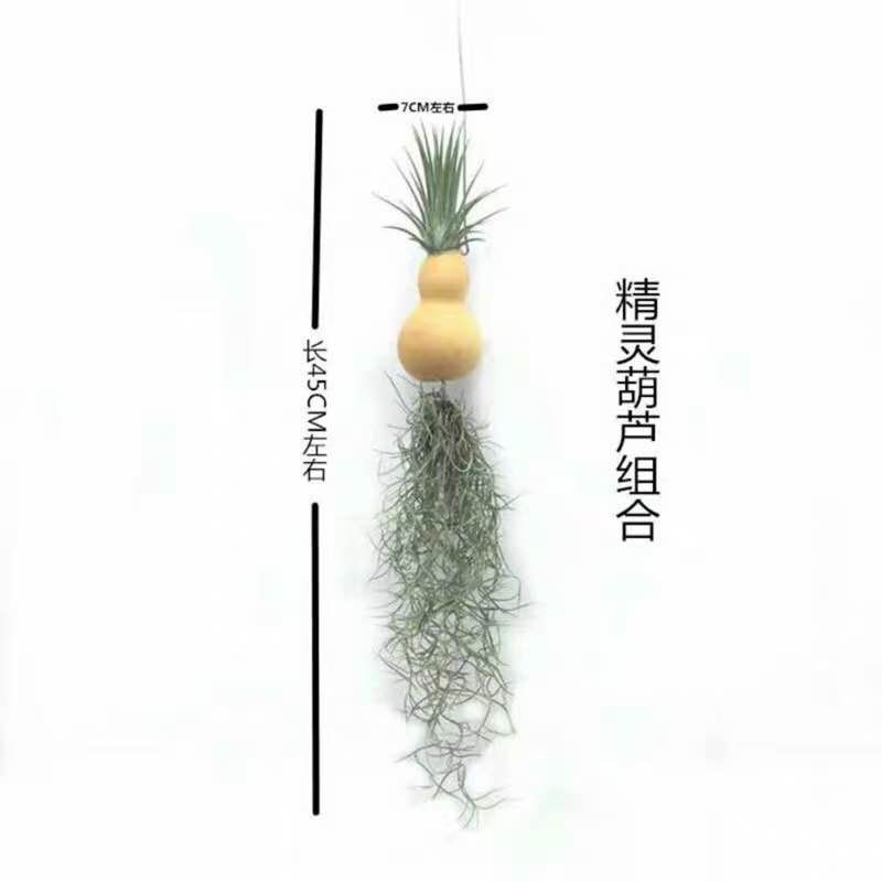 凤梨花 空气凤梨无土植物花卉老人须小精灵办公室内客厅挂吊绿植净化空气