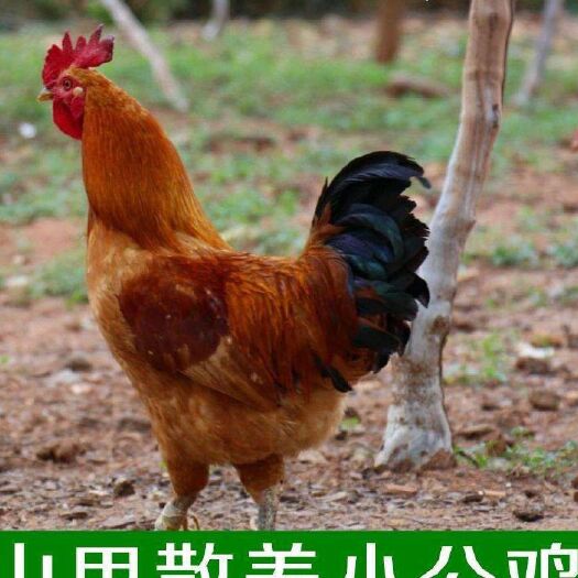 舒城县蛋鸡 山地养殖 天然无公害4斤重左右