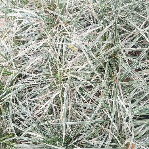 昭平县 大量供应银边草地苗