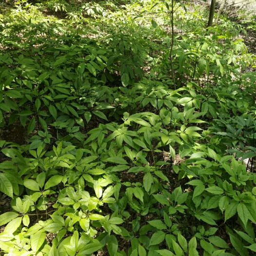 宜昌竹节参种子 竹节参白三七野三七新鲜块茎批发零售