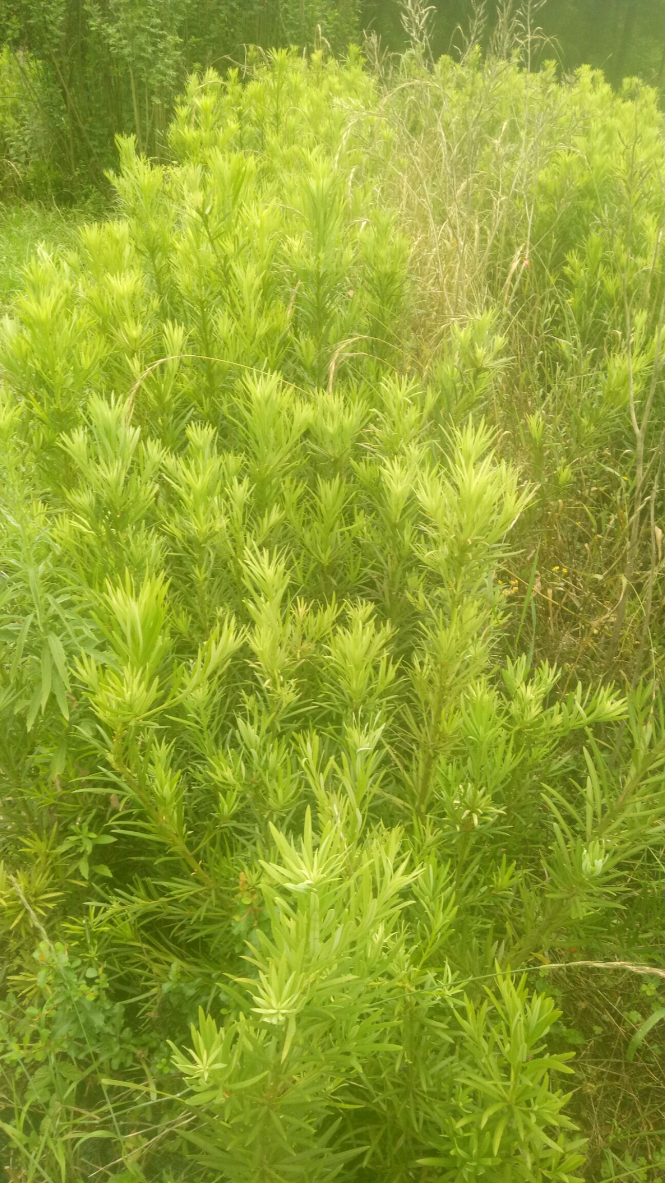 雀舌罗汉松  随着雨水的到来，树苗也在开始走货。