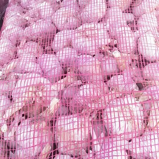 金乡县红皮蒜 混级统货 新蒜 库内蒜 10成