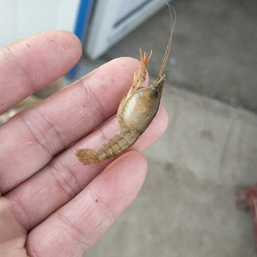 沭阳县青虾苗