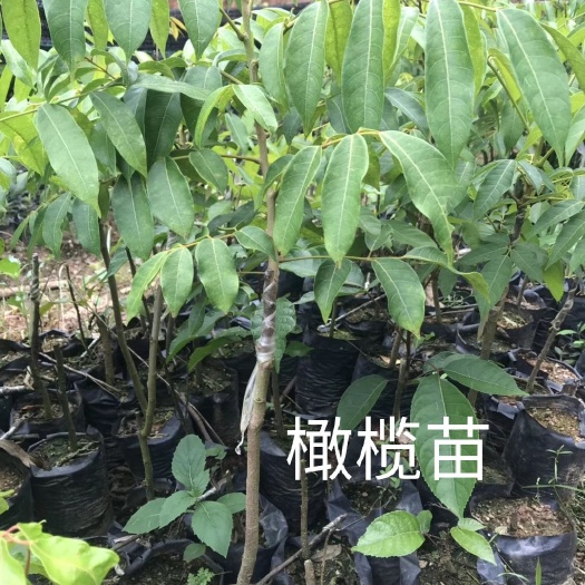 灵山县黄橄榄苗 橄榄树苗正品嫁接苗黄橄榄黑橄榄乌橄榄青橄榄南北方种植当年结果
