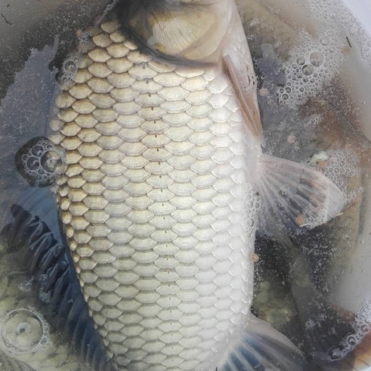 中科3号鲫鱼苗，特色黄辣丁鱼苗，泥鳅苗，大口鲶鱼苗