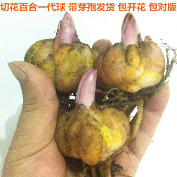 多头百合 3cm-5cm