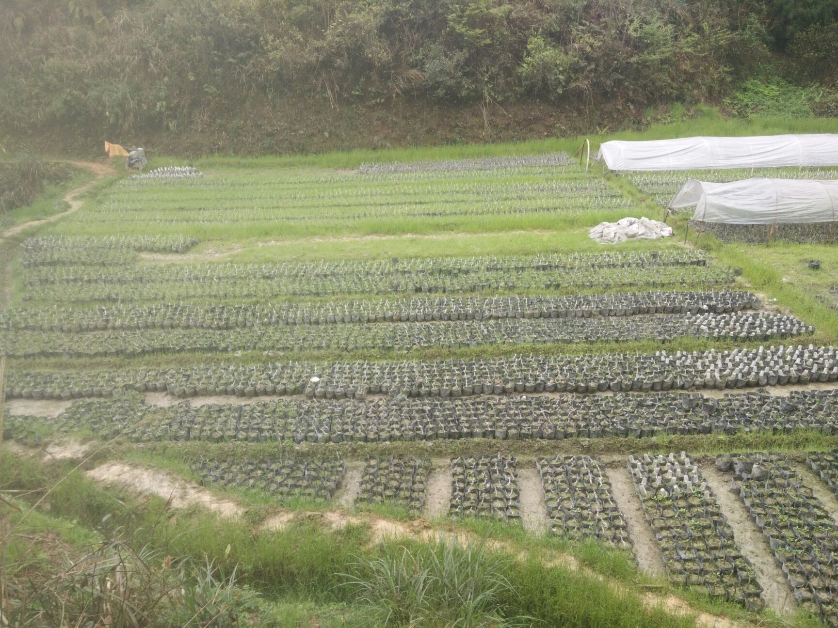 大黑炭杨梅树苗 精品杨梅树营养袋苗（乌梅 台梅 东魁)