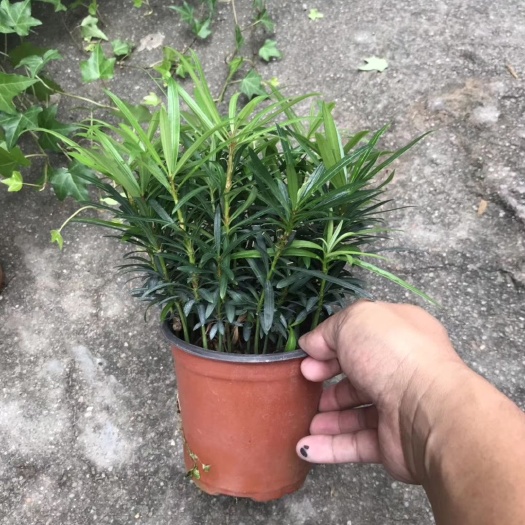漳平市 罗汉松盆栽