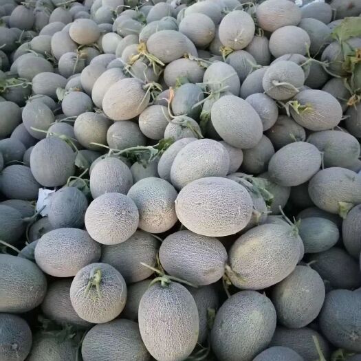 夏邑县 哈密瓜