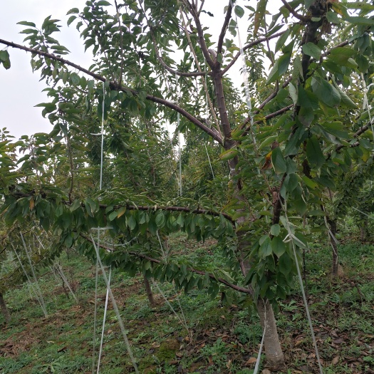 青州市山樱桃苗 大量出售红灯先锋美早盛果期六年大樱桃树