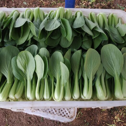 曹县夏妃青梗菜 常年供应上海青，油麦菜，芹菜，小白菜生菜……！