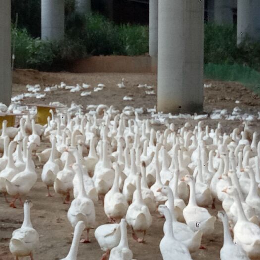 建瓯市 大三花鹅，均重9斤