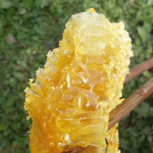 保山 高黎贡山农家土蜂蜜