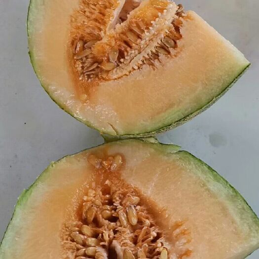 夏邑县 哈密瓜成熟了。