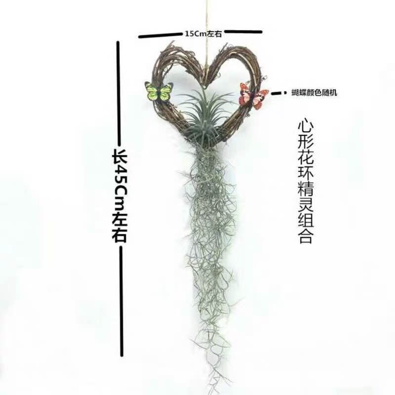 凤梨花 空气凤梨无土植物花卉老人须小精灵办公室内客厅挂吊绿植净化空气