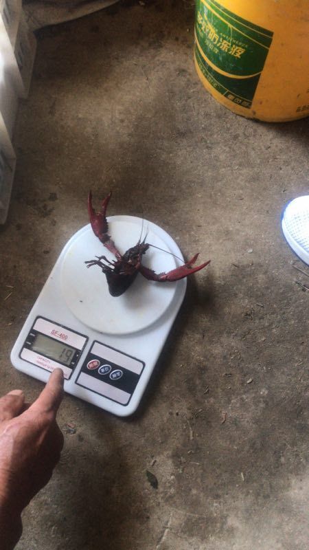 武汉 小龙虾