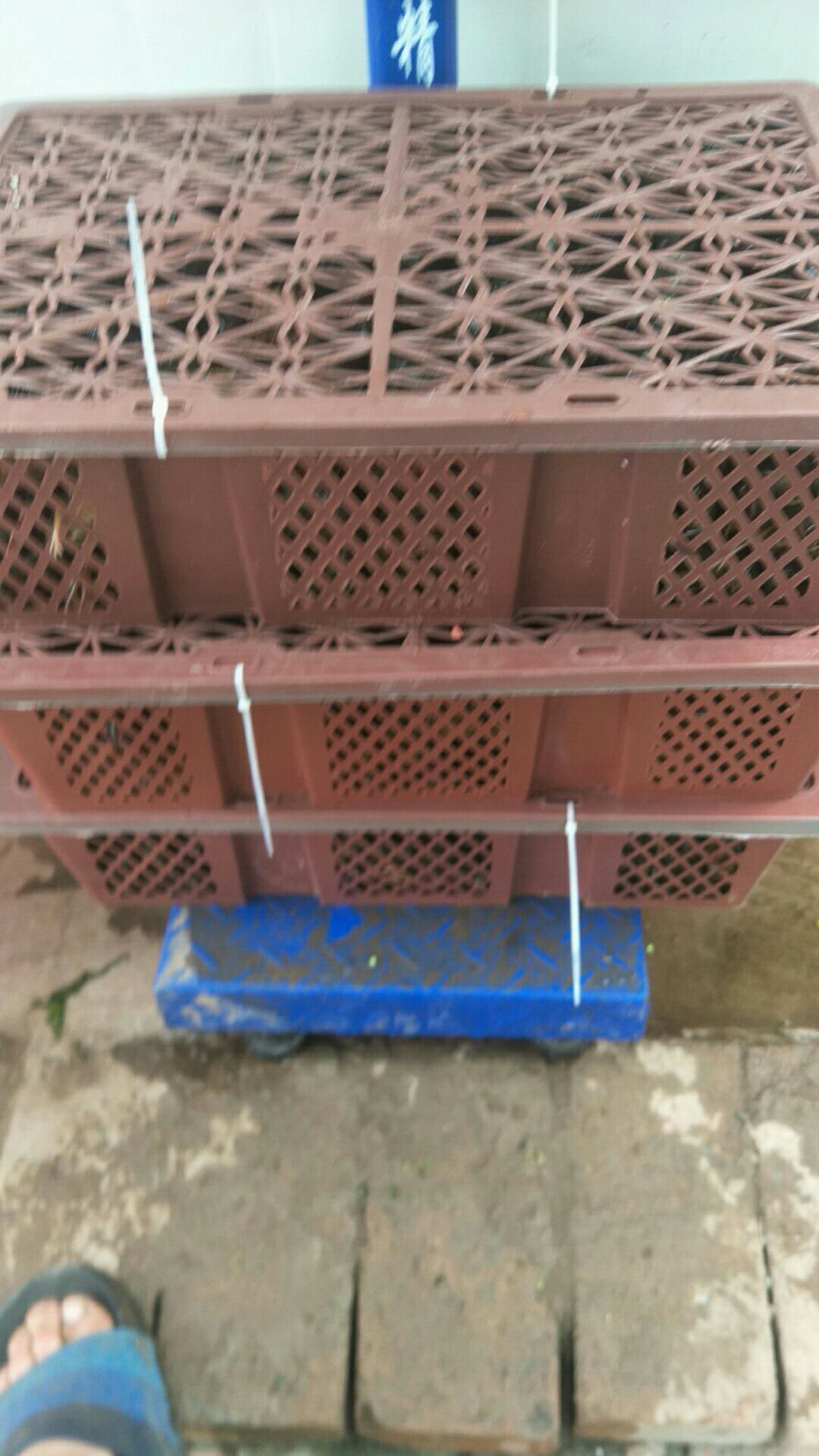 青壳小龙虾 出售稻田虾4-6钱/20斤保证虾子的新鲜度与清洁度。