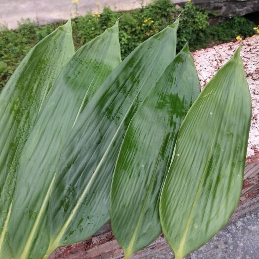 炎陵县粽叶