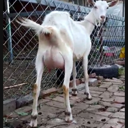乐亭县 头窝奶山羊