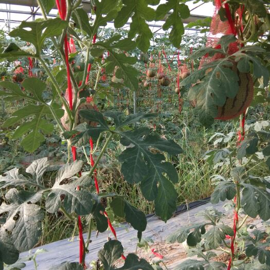 阜南县麒麟西瓜 有籽 1茬 8成熟 6斤打底 