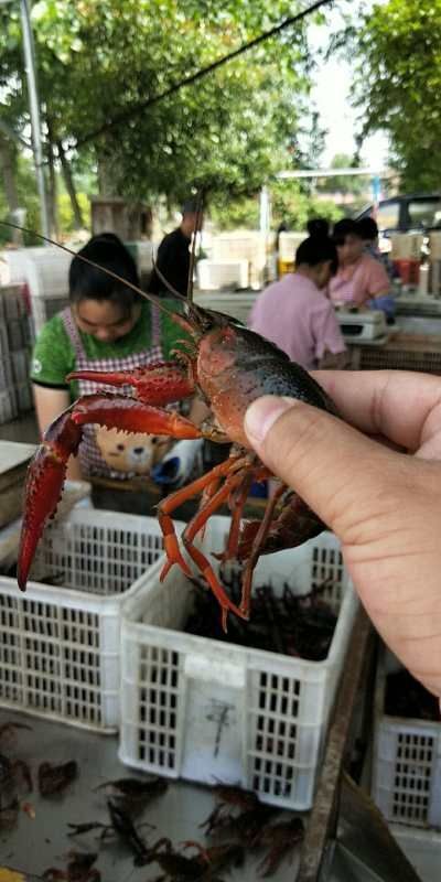 潜江市 潜江稻田小龙虾