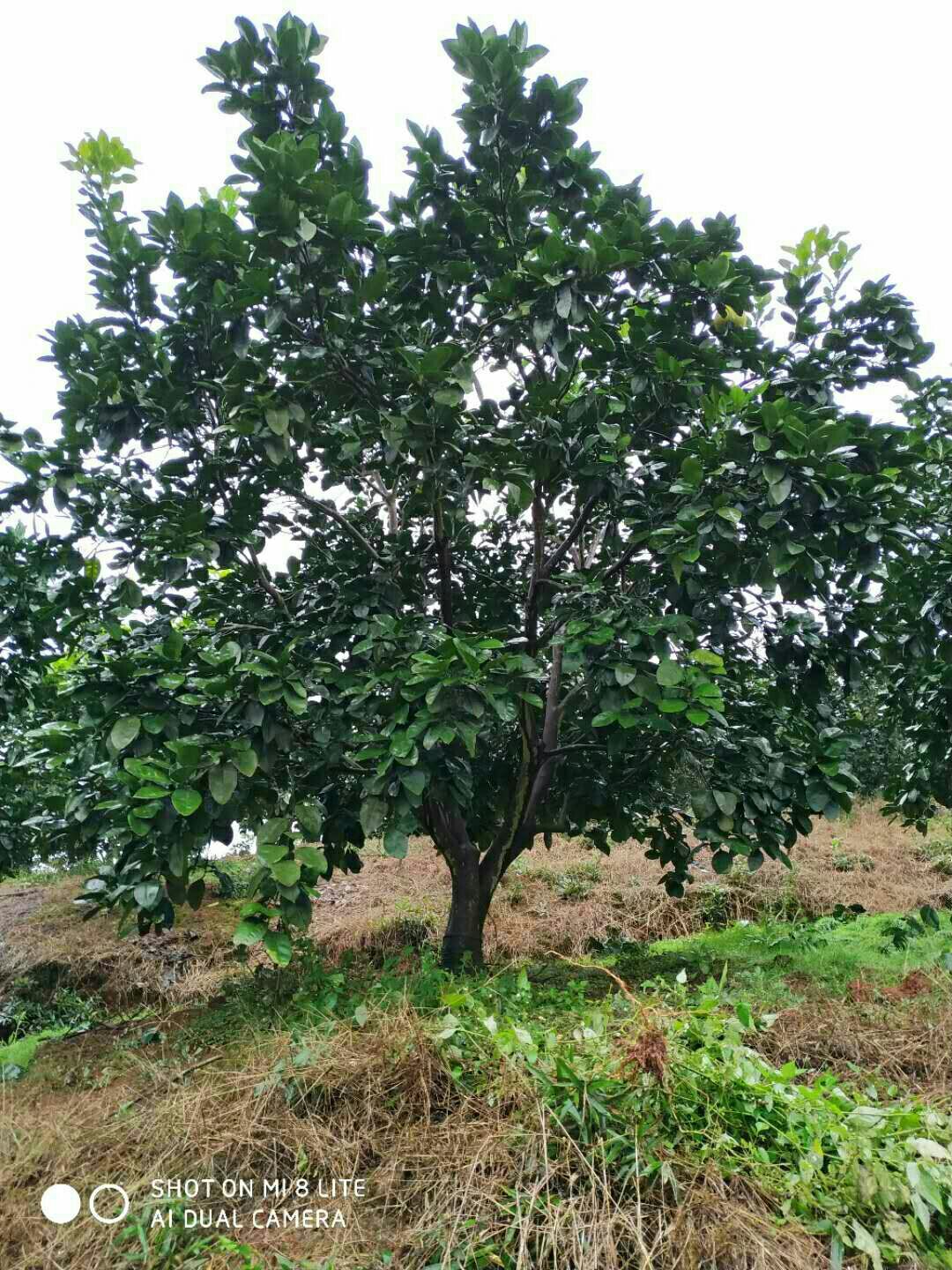 郴州 柚子树，香橼树