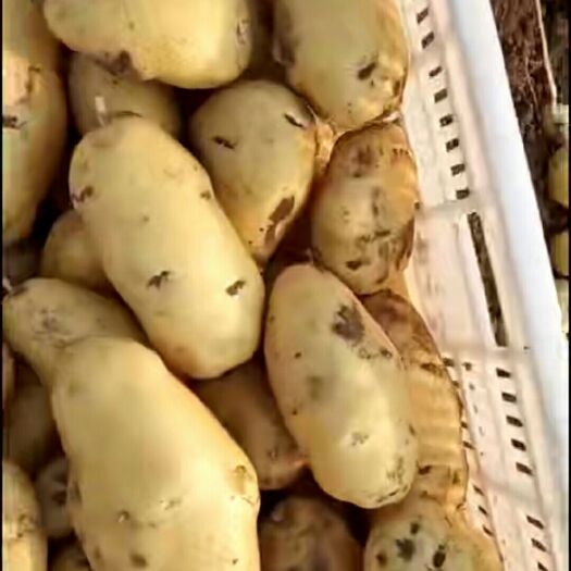 安丘市 荷兰十五土豆，