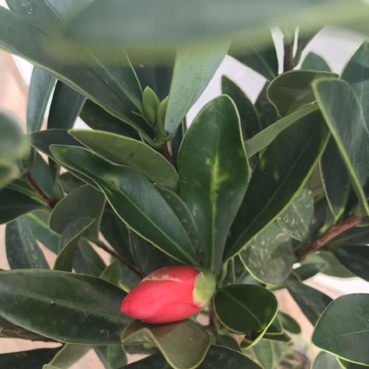 漳平市 四季开花杜鹃红山茶花