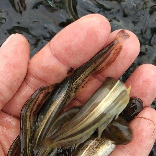大关县大口鲶鱼苗，草鱼苗，黄辣丁鲤鱼鲫鱼苗，鲈鱼