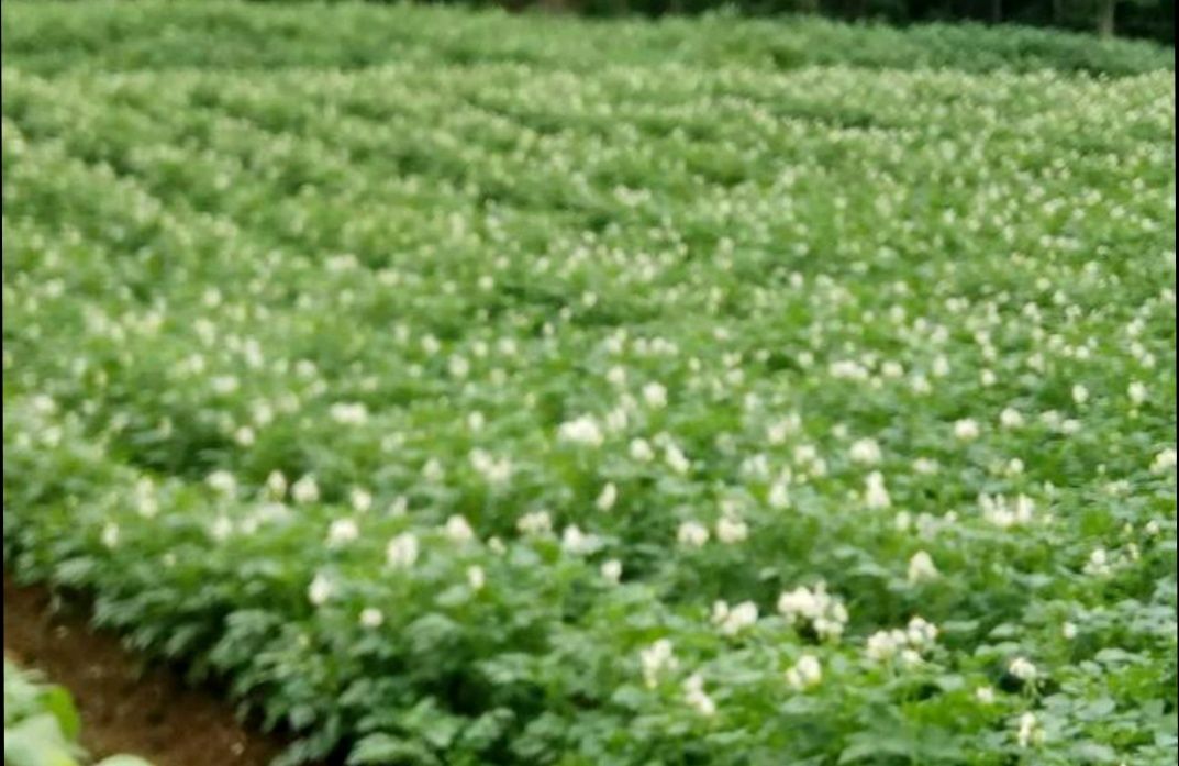 马尔科土豆 高山云马儿科