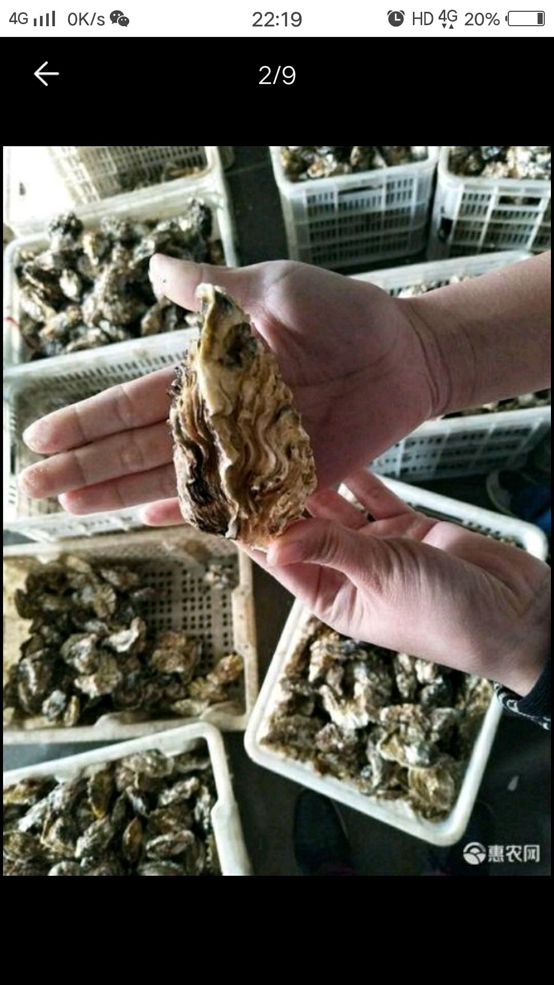 山东乳山牡蛎 人工养殖 1-2两/只