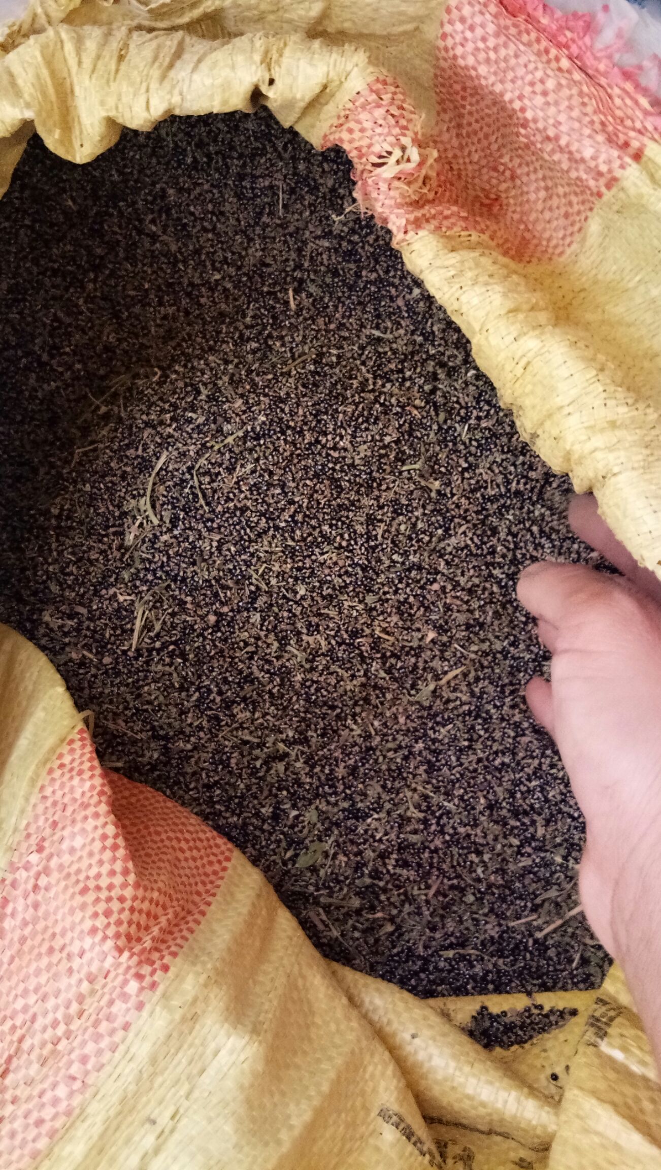 苦地丁 自己家今年产新地丁籽，干净，包出，有要的客商联系