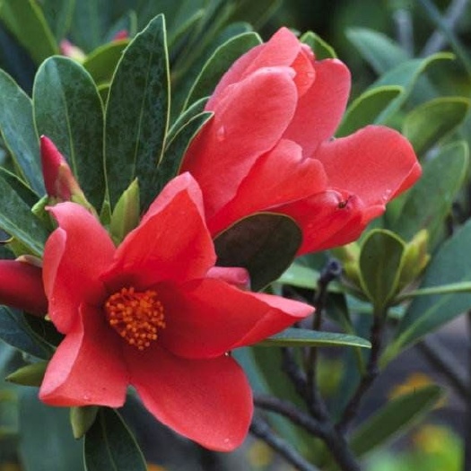 灵山县 四季杜鹃山茶花苗  带营养杯发货