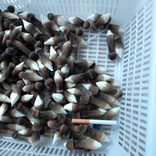 成武县 黑鸡枞菌