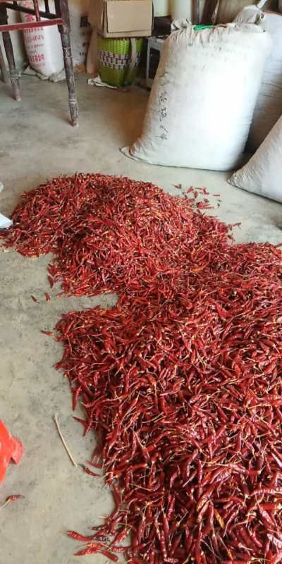 余庆县艳椒425干辣椒 艳椒