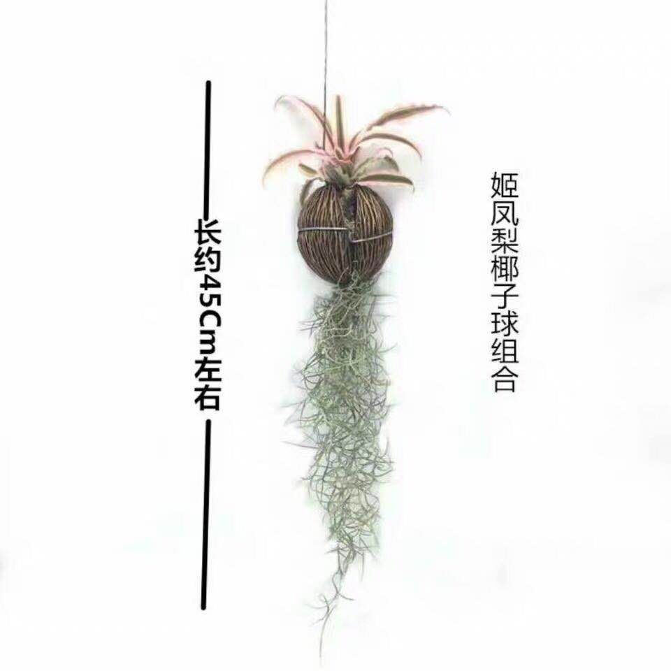 凤梨花 空气凤梨无土植物花卉老人须小精灵办公室内客厅挂吊绿植净化空气